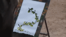 Humor -  Fun Tiere Elefanten 01 