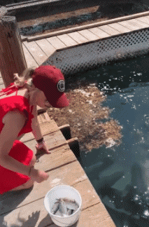 Humor -  Fun Animals Birds Pelicans 