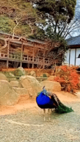 Humor -  Fun Tiere Geflügel Pfau 