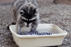 Humor -  Fun Animals Raccoons 01 
