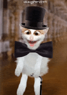 Humour - Fun Animaux Chats Serie 03 