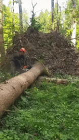 Humor -  Fun PEOPLE Lumberjack - Timber ! Win 