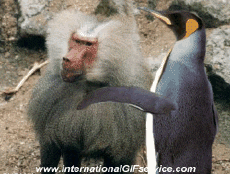 Humor - Fun Animales Pingüinos 01 