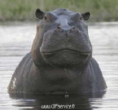 Humor -  Fun Tiere Nilpferde 01 