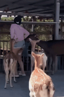 Humor - Fun Animales Ciervo - Cervatillo 01 