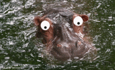 Humour - Fun Animaux Hippopotames 01 