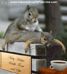 Humor -  Fun Animals Squirrels 01 