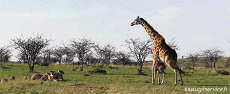 Humor -  Fun Animals Giraffes 01 