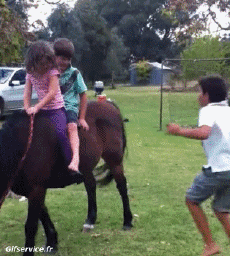 Humour - Fun Animaux Chevaux Serie 02 