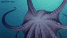 Humor - Fun Animales Pulpo 01 