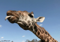 Humor -  Fun Animals Giraffes 01 