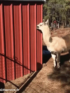 Humor -  Fun Tiere Lama 01 