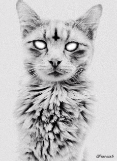 Humour - Fun Animaux Chats Serie 05 