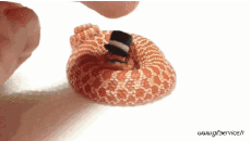 Humour - Fun Animaux Serpents Serie 01 