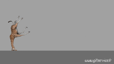 Humor - Fun Animales Jirafas 01 