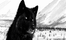 Humour - Fun Animaux Loup 01 