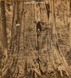 Humor -  Fun 3d Effects Stéreoscopique Wiggle 