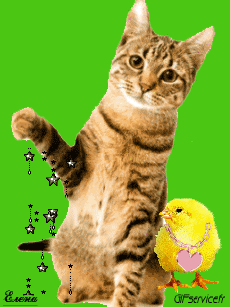 Umorismo -  Fun Animali Gatti 04 