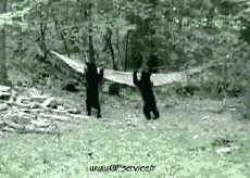 Humor -  Fun Tiere Bär 01 