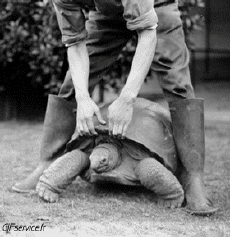 Humor -  Fun Animals Turtles 01 