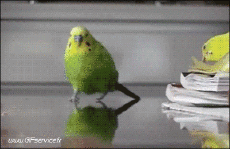 Humour - Fun Animaux Oiseaux Pérroquet Péruche 