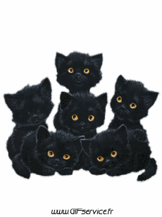 Humor -  Fun Animals Cats 03 