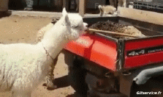 Humor - Fun Animales Lama 01 