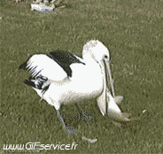 Humor - Fun Animales Pájaros Pelícanos 