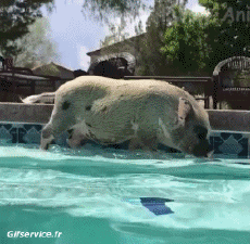 Humor -  Fun Tiere Schweine - Wildschweine 01 