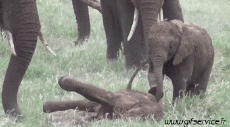 Humor -  Fun Animals Elephants 01 
