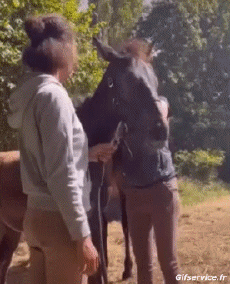 Humour - Fun Animaux Chevaux Serie 02 