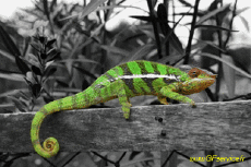 Humor -  Fun 3d Effects Stéreoscopique Wiggle avec Matrice 