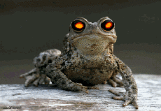 Humor -  Fun Animals Frogs 01 