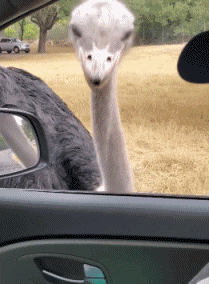 Humor -  Fun Animals Ostriches 01 