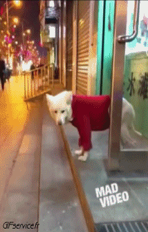 Humour - Fun Animaux Chiens Serie 04 