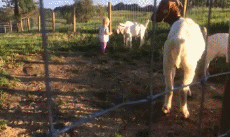 Humor -  Fun Tiere Ziegen - Ziegenbart 01 