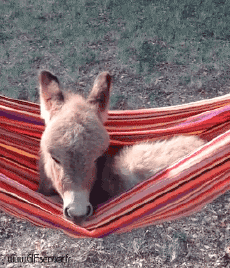 Humor -  Fun Animals Donkeys 01 