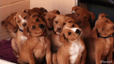 Humor -  Fun Animals Dogs 04 