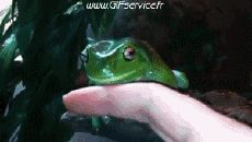 Humor -  Fun Animals Frogs 01 