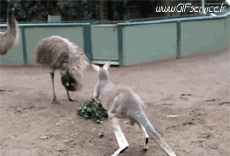 Humor -  Fun Tiere Känguru 01 