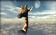 Umorismo -  Fun Animali Giraffe 01 