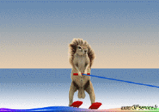 Umorismo -  Fun Animali Scoiattoli 01 