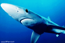 Humor - Fun Animales Tiburones 01 