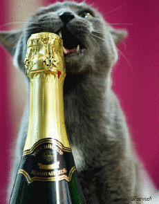 Humour - Fun Animaux Chats Serie 04 