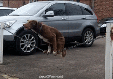 Humour - Fun Animaux Chiens Serie 02 