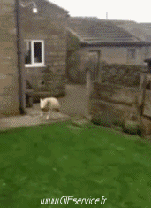 Humour - Fun Animaux Moutons 01 