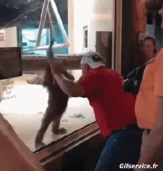 Humour - Fun Animaux Singes Serie 01 