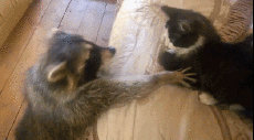 Humor -  Fun Animals Raccoons 01 