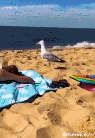 Humor -  Fun Animals Birds Seagulls 