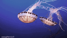 Humor -  Fun Animals Jellyfish 01 